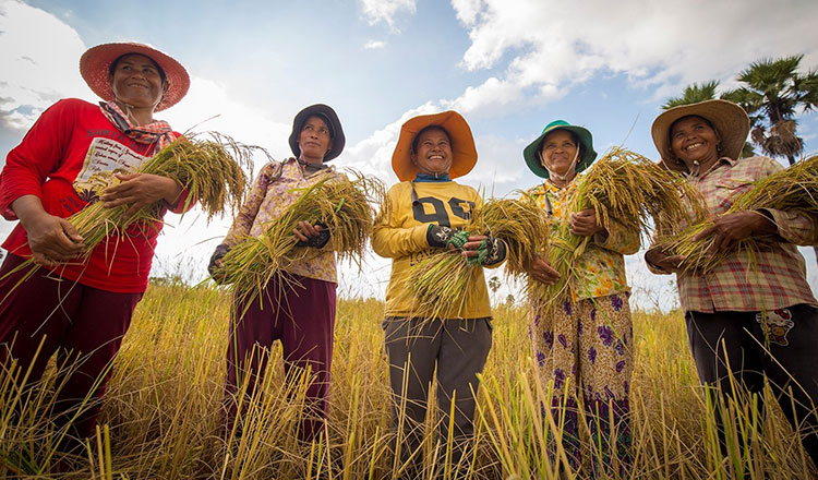 How Cambodia’s farmer-friendly policies revolutionizes agri sector